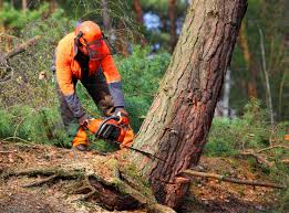 Best Storm Damage Tree Cleanup  in Proctor, VT