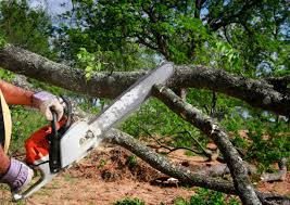 Best Tree Trimming and Pruning  in Proctor, VT