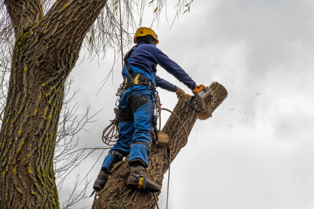 Proctor, VT Tree Removal Company