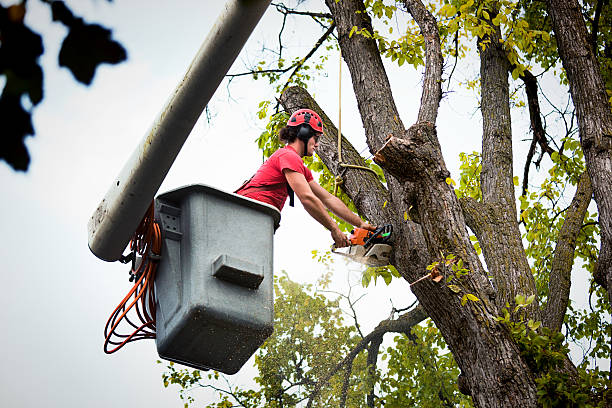 Best Leaf Removal  in Proctor, VT